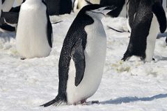 14D Chinstrap Penguin Close Up On Aitcho Barrientos Island In South Shetland Islands On Quark Expeditions Antarctica Cruise.jpg